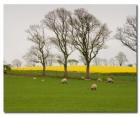 Stromy v anglickém venkově