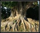 Kořeny stromů