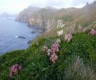 Subantarctic ostrovů, zahrnuje ostrovy Snares, Bounty, Antipodes, Auckland a Campbell, který se nachází v Jižním oceánu, jihovýchodně od Nového Zélandu.