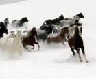 Stádo koní běží ve sněhu