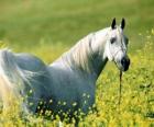 Arabský kůň, na bílém poli