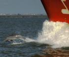 delfín plavání a skákání v přední části lodi