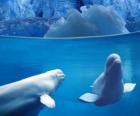 Beluga velryba je druh ozubených bydlení rodinné Monodontidae v Arktidě a subarktické.