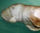 Dugong indický je býložravý sirenian jíst řasy na pobřeží Indického oceánu