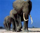 Sloni chůze