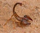 Scorpion, Štíř z řádu pavoukovců
