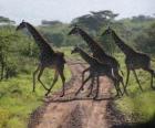 skupina žiraf křížení silnice