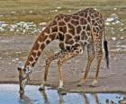 žirafa pití u rybníka