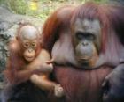 orangutan s dítětem