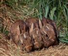 Tři zajíčky čeká na její maminku