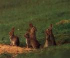 Rodina králíků z jejich nor