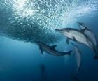 Dolphin rybolovu sardinky