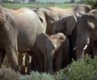 sloní rodiny