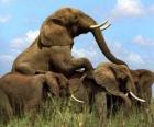 Skupina slonů, velkých zuby