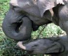 Slon stravování