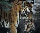 Tigre nést své dítě