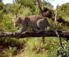 Jaguár na větvi stromu