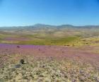 Poušti Atacama v Chile květnatý