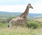 Žirafa při pohledu na krajinu