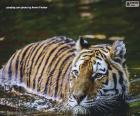 Tygr ve vodě