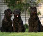 Černý ruský teriér je plemeno psa vyvinut jako hlídací pes a policejní