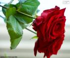 Krásné růže