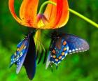 Dva motýli na květině
