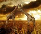 Dvě žirafy za soumraku