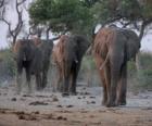Africké slony