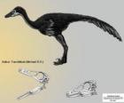 Zanabazar je jedním z největších známých troodontids, s lebka 272 mm