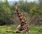 Žirafa odpočívá