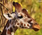 Mladá žirafa