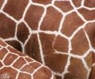 Kůže žirafy