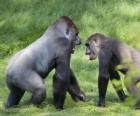 Dvě mladé gorily chůze na všech čtyřech