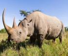 Velké nosorožec