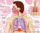 Dýchací soustava (španělština)
