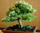 Bonsai stromu, miniaturní strom v zásobníku po japonského umění bonsají