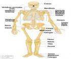 Lidská kostra. Kosti lidské tělo (španělština)