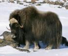 Yak