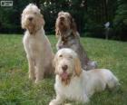 Spinone italiano