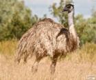Emu druhé největší pták