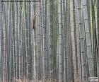 Japonský bambus Les