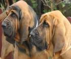 Bloodhound