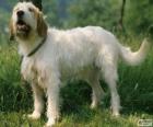 Istrijské hrubé vlasy-pes