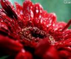 Červený květ