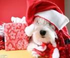 Pes s kloboukem Santa Claus a jeho dar