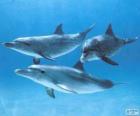 Delfíni koupání v mořské dno