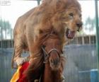 Lev a kůň dělá jejich výkonnost cirkus