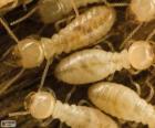 Termiti vypadají jako termiti