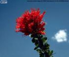 Červený květ Ocotillo
